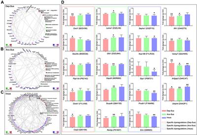 Proteomic Response of Rat Pituitary Under Chronic Mild Stress Reveals Insights Into Vulnerability and Resistance to Anxiety or Depression